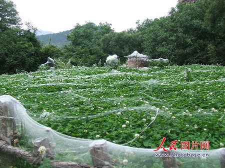 組圖：甘肅天水蜘蛛吐絲遮蓋花草