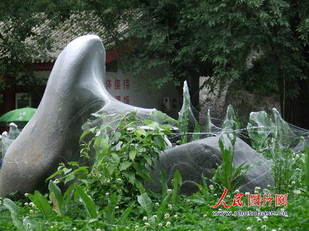 圖文：蜘蛛用絲織就的白紗