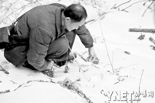 周在測(cè)量疑似老虎再遇雪蓋的雪地足跡