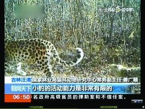 吉林拍到野生東北豹母子出游 專家表示世界罕見