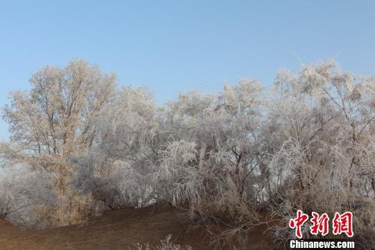 新疆塔克拉瑪干沙漠前沿出現(xiàn)霧凇奇觀(圖)