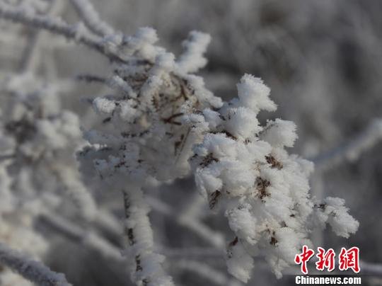 新疆塔克拉瑪干沙漠前沿出現(xiàn)霧凇奇觀(圖)