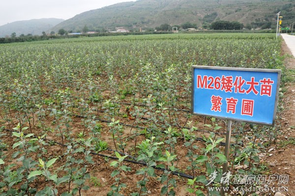 靜寧縣蘋果良種育苗繁育基地 靜寧縣蘋果良種育苗繁育基地