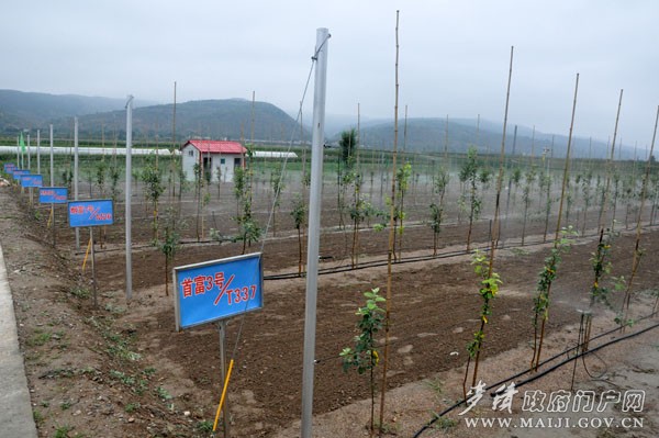靜寧縣蘋果良種育苗繁育基地 靜寧縣蘋果良種育苗繁育基地