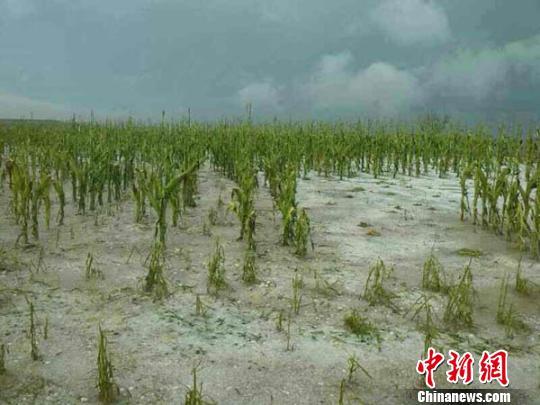 甘肅慶陽局地遭冰雹襲擊田地里西瓜被打爛(圖)