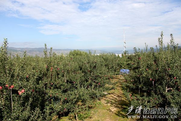 花牛蘋果示范園 花牛蘋果示范園
