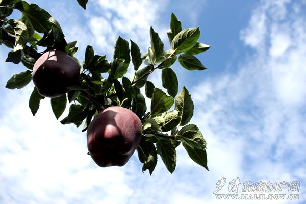 花牛蘋果 花牛蘋果