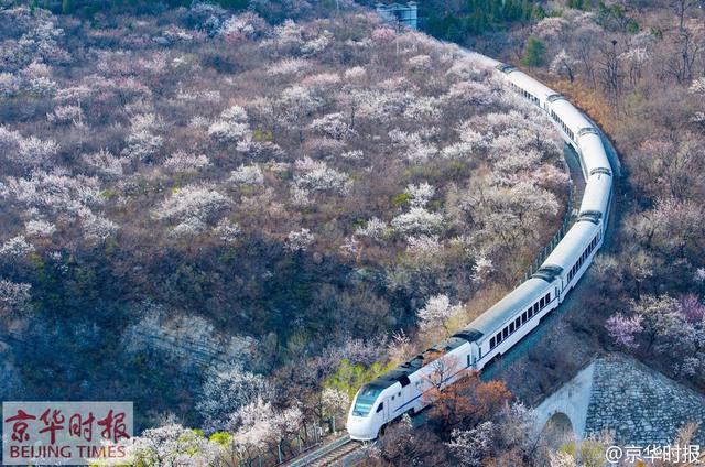 和諧號(hào)列車穿越居庸關(guān)花海 被贊開往春天的列車