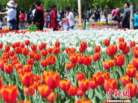百萬余株郁金香競相盛開,吸引大批市民前來賞花! 攝
