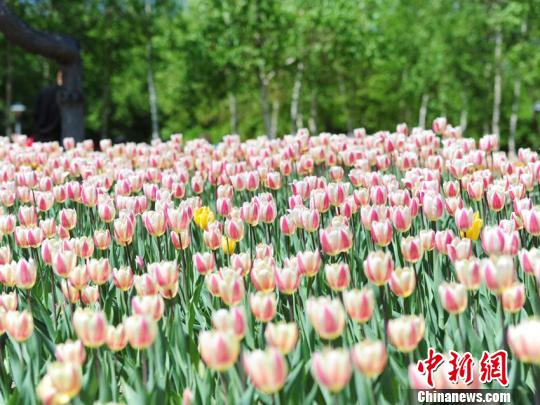 今年長春公園內(nèi)郁金香種植數(shù)量大幅增加,新栽植面積12000余平方米,共計80多個品種! 攝