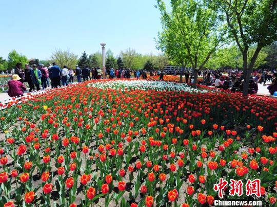 百萬余株郁金香競相盛開,吸引大批市民前來賞花! 攝