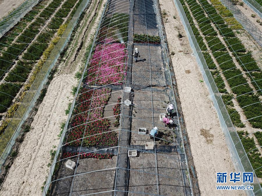 (新華全媒頭條·走向我們的小康生活·圖文互動(dòng))(1)“苦甲”不再,“甘味”綿長(zhǎng)——脫貧攻堅(jiān)的甘肅味道